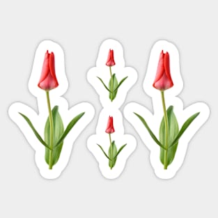 Tulipa  &#39;Marquis de la Coquette&#39;    Greigii Group Tulip Sticker